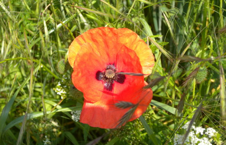 Coquelicot 2